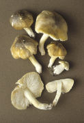 Tricholoma sejunctum2 Mushroom