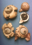Geastrum triplex Mushroom