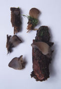 Pseudohydnum gelatinosum 2 Mushroom