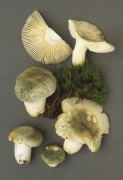 Russula virescens 3 Mushroom