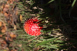 Amanita muscaria 26