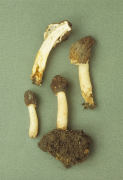 Verpa conica3 Mushroom