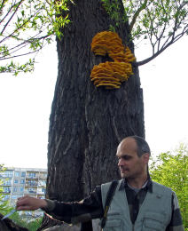 Laetiporus sulphureus   008