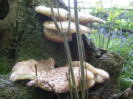 Polyporus squamosus 8