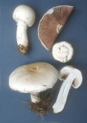 Agaricus arvensis 3 Mushroom