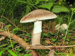 Amanita rubescens 6