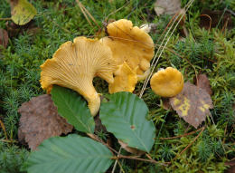 Cantharellus cibarius 13