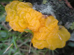 Dacrymyces palmatus