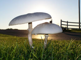 Lepiota procera4