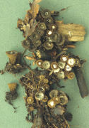 Cyathus striatus 2 Mushroom