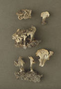 Pseudocraterellus sinuosus Mushroom