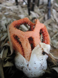 Clathrus ruber