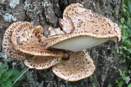 Polyporus squamosus 8