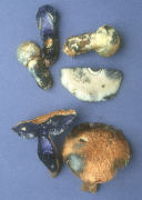 Gyroporus cyanescens3 Mushroom