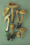 Inocybe hystrix Mushroom