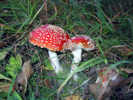 Amanita muscaria 26