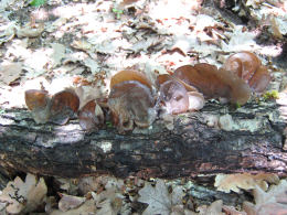 Auricularia auricula2