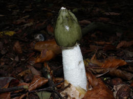 Phallus impudicus