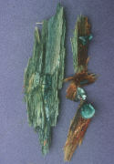 Chlorociboria aeruginascens Mushroom