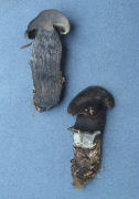 Tylopilus alboater2 Mushroom