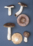 Russula turci Mushroom