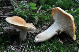 Hygrophorus nemoreus 3 Mushroom