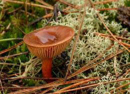 Lactarius hepaticus 2