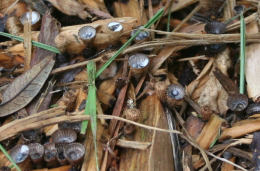 Cyathus stercoreus