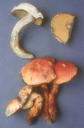 Boletus sensibilis Mushroom