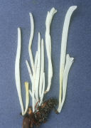 Clavaria vermicularis Mushroom