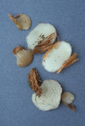 Pseudohydnum gelatinosum Mushroom