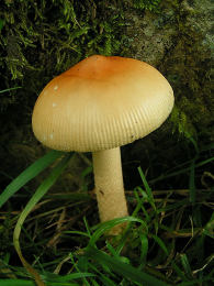 Amanita crocea4USA