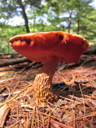 Boletus frostii2