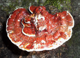 Ganoderma lucidum2