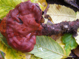 Ganoderma lucidum2