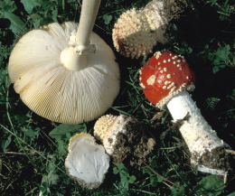 Amanita muscaria 26