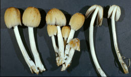 Coprinus micaceus  1