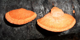 Pycnoporus cinnabarinus2