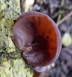 Auricularia auricula2