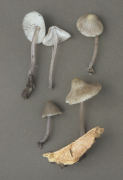 Mycena alcalina Mushroom