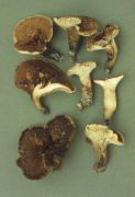 Sarcodon scabrosum Mushroom