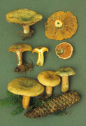Lactarius deterrimus Mushroom