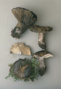 Russula albonigra Mushroom