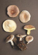 Lactarius chrysorrheus 3 Mushroom