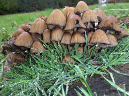 Coprinus micaceus  1