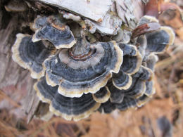 Trametes versicolor