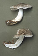 Tricholoma virgatum2 Mushroom
