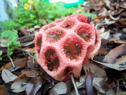 Clathrus ruber