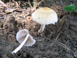 Psathyrella candolleana5