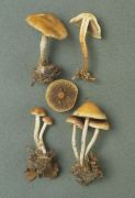 Hypholoma marginatum Mushroom